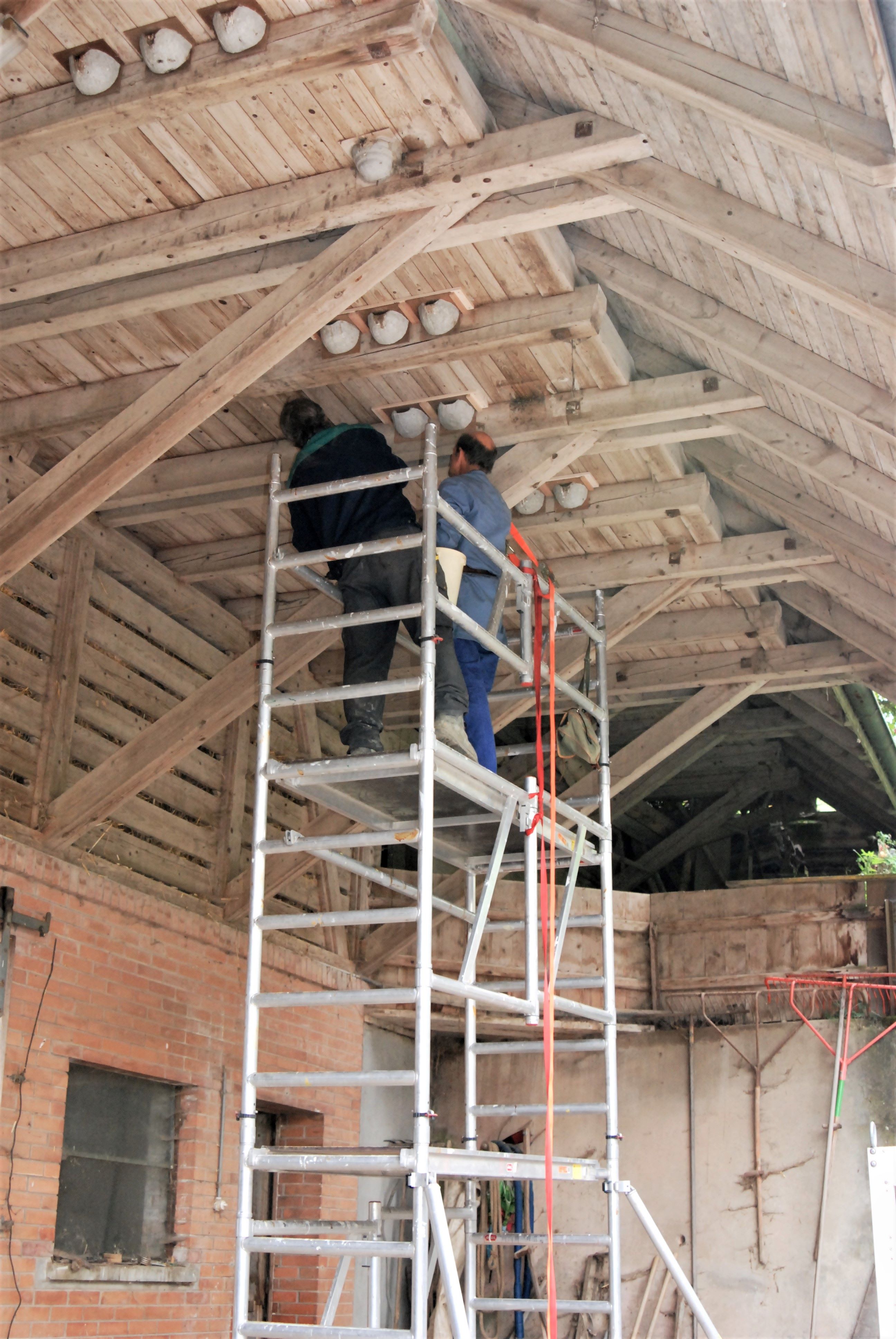 Schwalbennestgerüst