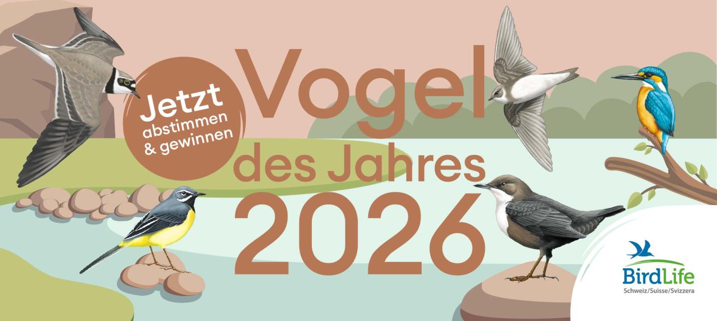 Vogel des Jahres 2026