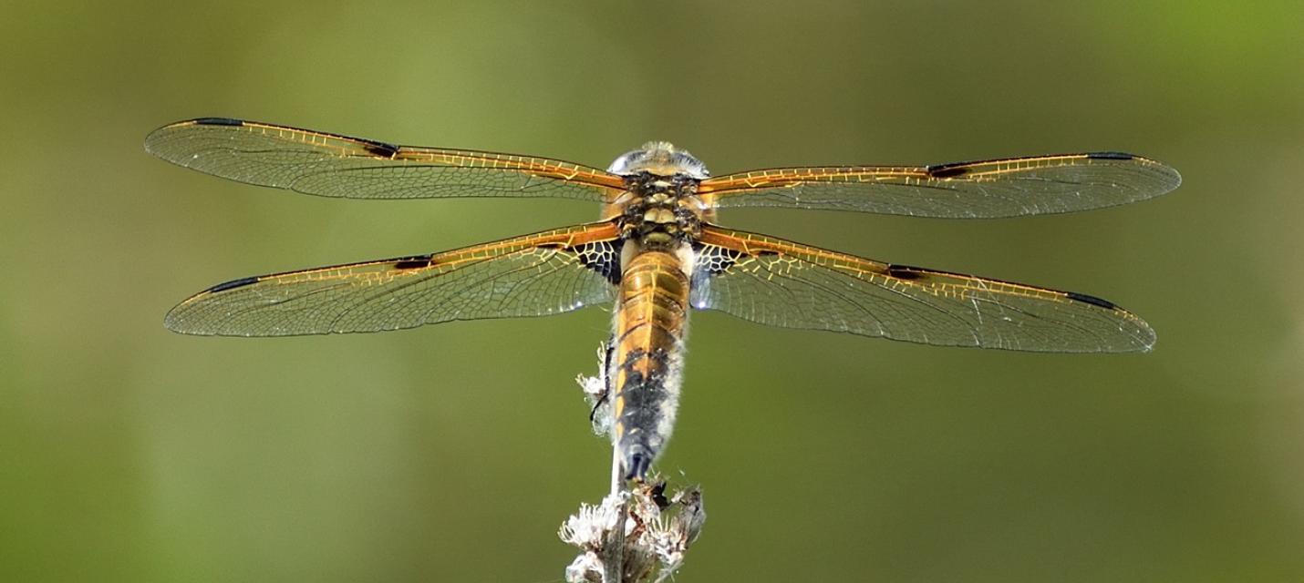 Filmvortrag «Könige für einen Sommer»